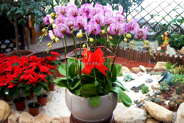 养蝴蝶兰，送你一个超详细版的养护秘诀